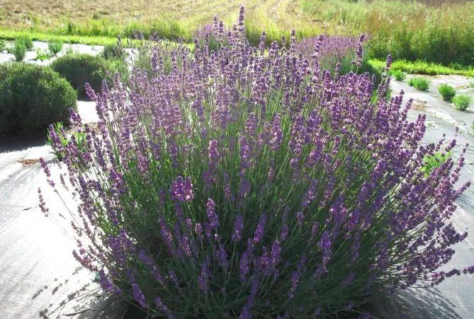 English Lavender